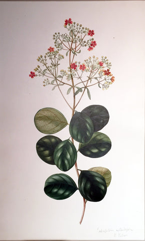 Charles Empson (British, 1794-1861), Teliapteris Rotonidfolia