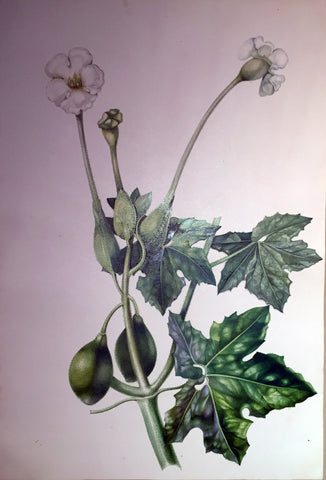 Charles Empson (British, 1794-1861), Untitled (White Flowers)