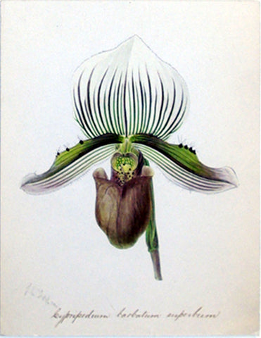 Walter Hood Fitch (British, 1817-1892), “Leypripedium barbatum superbum”
