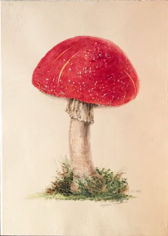 Edward Forster, the Younger (British, 1765-1849), Agaricus Musinius