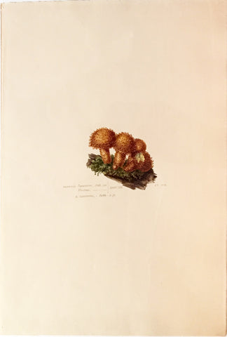 Edward Forster, the Younger (British, 1765-1849), Agaricus Squamonis