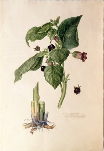 Edward Forster, the Younger (British, 1765-1849), Atropa belladonna
