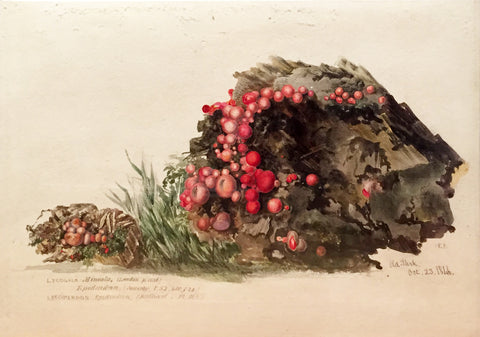 Edward Forster, the Younger (British, 1765-1849), Lycogala Miniata ..Old Park