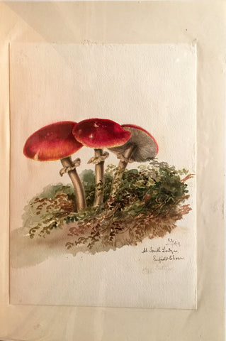 Edward Forster, the Younger (British, 1765-1849), [Mycological Study] At South Lodge Enfield