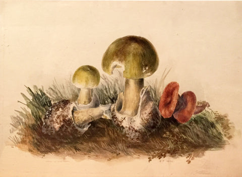 Edward Forster, the Younger (British, 1765-1849), [Mycological Study] Found in the Wood at Old Park