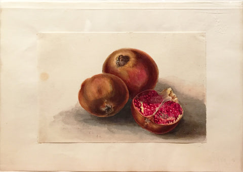 Edward Forster, the Younger (British, 1765-1849), [Pomegranate]