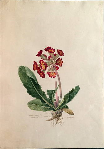 Edward Forster, the Younger (British, 1765-1849), Primula veris found wild in Landcashire