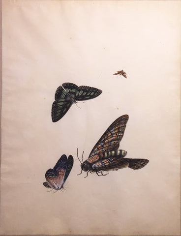 Chinese School (19th century) [Four Butterflies]