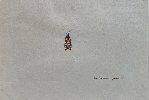 Christophe Paulin de la Poix de Freminville (1747-1848), Cap de bonne esperance (Moth)
