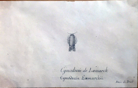 Christophe Paulin de la Poix de Fremenville (1747-1848), Cymodocee de Lamarck Baie de Brest France
