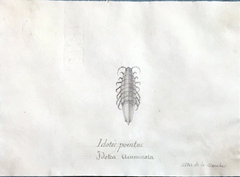 Christophe Paulin de la Poix de Fremenville (1747-1848), Idotee pointue cote de la manche