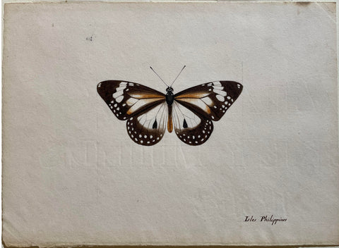 Christophe Paulin de la Poix de Freminville (1747-1848), Isles Philippines (Butterfly)