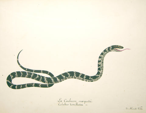 Christophe Paulin de la Poix de Fremenville (1747-1848), 22. La Couleuvre Marquetee Coluber Tessellata de Monte Video (Tessellated Snake of Monte Video)