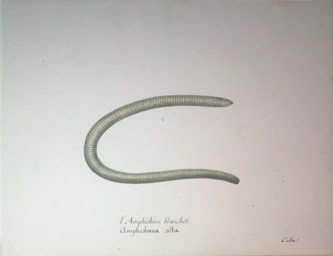 Christophe Paulin de la Poix de Fremenville (1747-1848), L’amphisbere blanchet amphisboena alba cuba