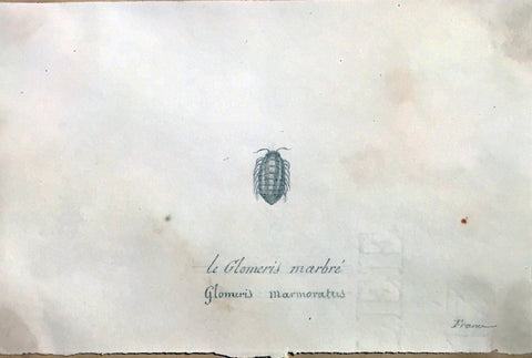 Christophe Paulin de la Poix de Fremenville (1747-1848), Le Glomeris Marbre Millipede France