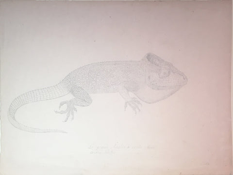 Christophe Paulin de la Poix de Fremenville (1747-1848), Le Grand Anolis a crete (femelle) amolis velifer Cuba