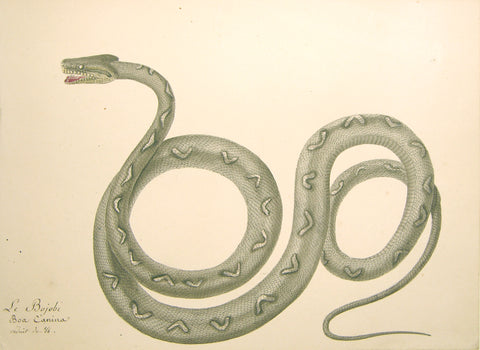 Christophe Paulin de la Poix de Fremenville (1747-1848), Le bojobi boa canina reduit de 1/4 (Boa Snake)