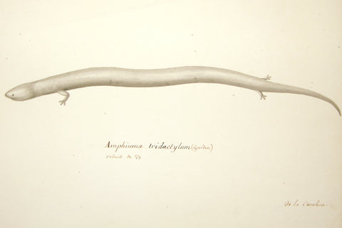 Christophe Paulin de la Poix de Fremenville (1747-1848), 21. Newt Study
