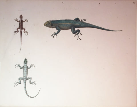 Christophe Paulin de la Poix de Fremenville (1747-1848), 85. [Reptile seen in] Pensacola