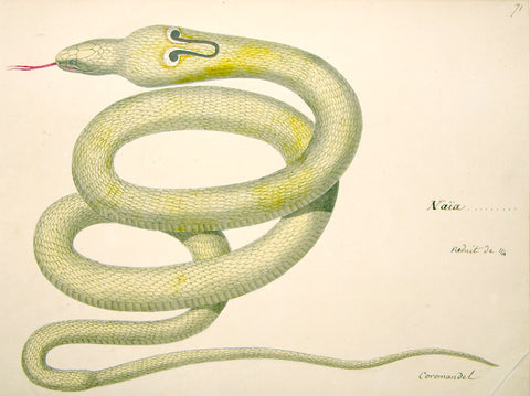 Christophe Paulin de la Poix de Fremenville (1747-1848), 71. Snake Naia Reduit de 1/4 Coromandel