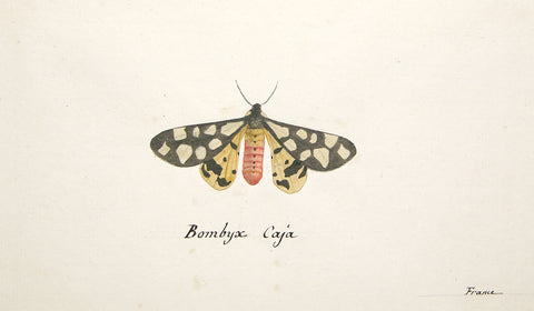 Christophe Paulin de la Poix de Fremenville (1747-1848), Bombyx Caja (Moth Study)