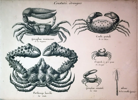﻿Christophe Paulin de la Poix de Freminville (1747-1848), Crustaces etangers Gonoplex maracoani...