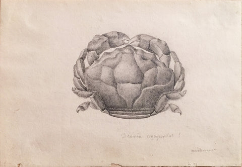 ﻿Christophe Paulin de la Poix de Freminville (1747-1848), Dronia oegagropilus. Mediterranae