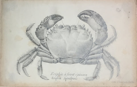 Christophe Paulin de la Poix de Freminville (1747-1848), Eriphe a front epineux Eriphia Spinatrous...