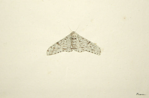 Christophe Paulin de la Poix de Fremenville (1747-1848), Moth Study (brown spots on white)