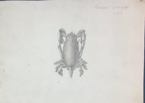 Christophe Paulin de la Poix de Freminville (1747-1848), Nanimus dorsipis antilles
