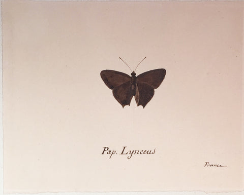 Christophe Paulin de la Poix de Fremenville (1747-1848), Pap Lynceus Moth