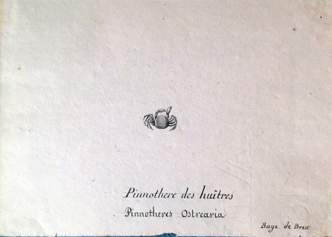 Christophe Paulin de la Poix de Freminville (1747-1848), Pinnothere des huitres Baye de Brest