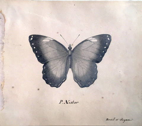Christophe Paulin de la Poix de Fremenville (1747-1848), P. Nestor. Butterfly Bresil et Guyane