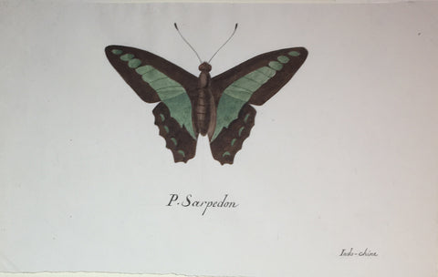 Christophe Paulin de la Poix de Fremenville (1747-1848), P. Sarpedon Butterfly Indo Chine