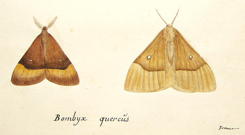 Christophe Paulin de la Poix de Fremenville (1747-1848), Two tan moths (Bombyx Quercus)