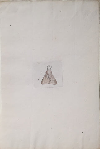 Christophe Paulin de la Poix de Fremenville (1747-1848), Untitled Beige Moth ‘6’