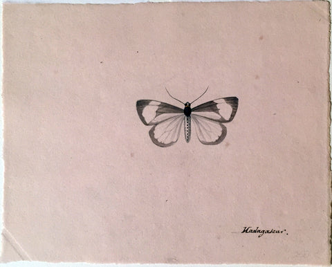Christophe Paulin de la Poix de Fremenville (1747-1848), Untitled Black & White Butterfly Madagascar