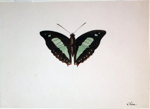 Christophe Paulin de la Poix de Fremenville (1747-1848), Untitled Butterfly China