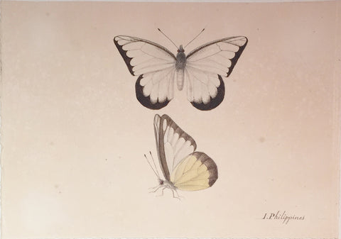 Christophe Paulin de la Poix de Fremenville (1747-1848), Untitled Butterfly Philippines