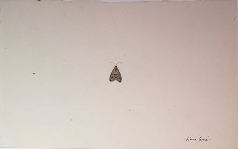 Christophe Paulin de la Poix de Fremenville (1747-1848), Untitled Moth Sierra Leone