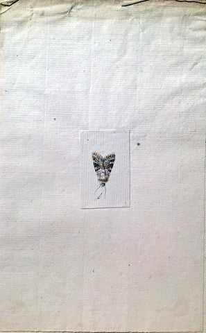 Christophe Paulin de la Poix de Fremenville (1747-1848), Untitled [Small Moth]