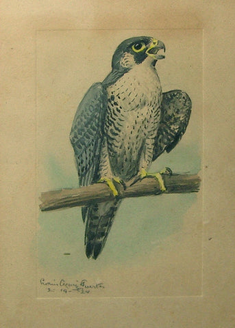 Louis Agassiz Fuertes (American, 1874 - 1927), Peregrine Falcon Study, 1924