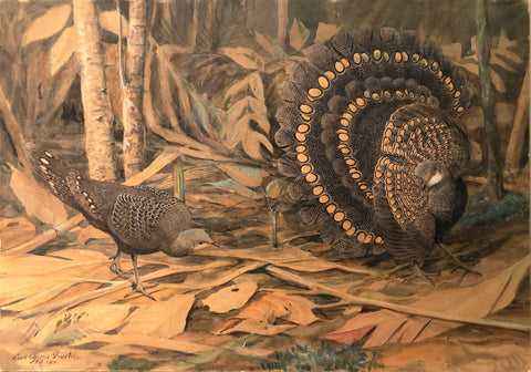 Louis Agassiz Fuertes (American, 1874 - 1927), Germain Peacock Pheasants