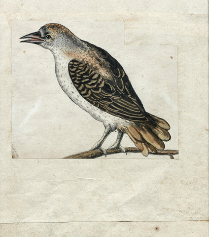 German School (17TH-CENTURY), [Bird Perched on a Branch]