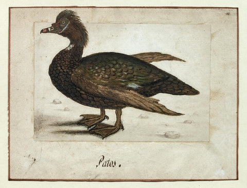 German School (17TH-CENTURY), Patos [Brown and Green Duck]
