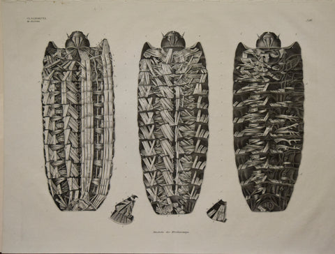 Georg August Goldfuss (1782-1848)  Muskeln der Weidenraupe, Pl. 216 [Insect Anatomy]