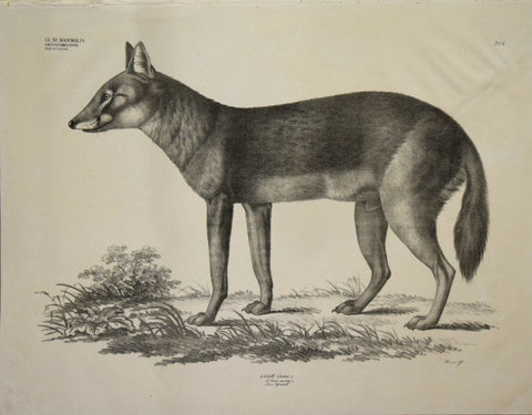 Georg August Goldfuss (1782-1848)  4. Gatt. Canis, l., Plate 201, [Canine Family]
