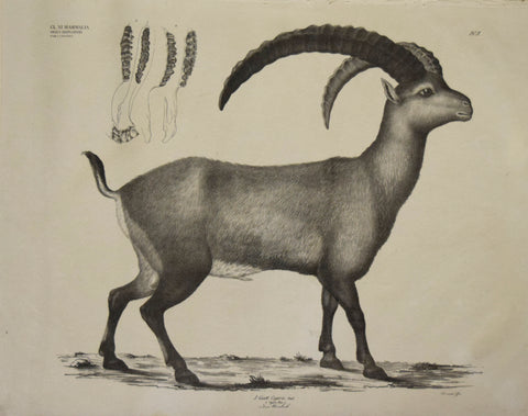 Georg August Goldfuss (1782-1848)  2 Gatt, Capra, pall. Plate 202, [Ibex?]