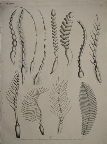 Georg August Goldfuss (1782-1848)  Antennae. Pl. 222 [Insect Antennae]