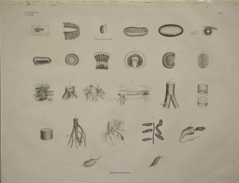 Georg August Goldfuss (1782-1848)  Refpinationsorgane. Pl. 218 [Respiratory Organ, Insect]